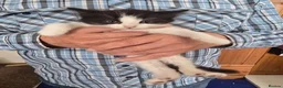 Mixed Breed cats for sale: Beautiful Bengal and Himalayan Kittens for Sale - Advert 16