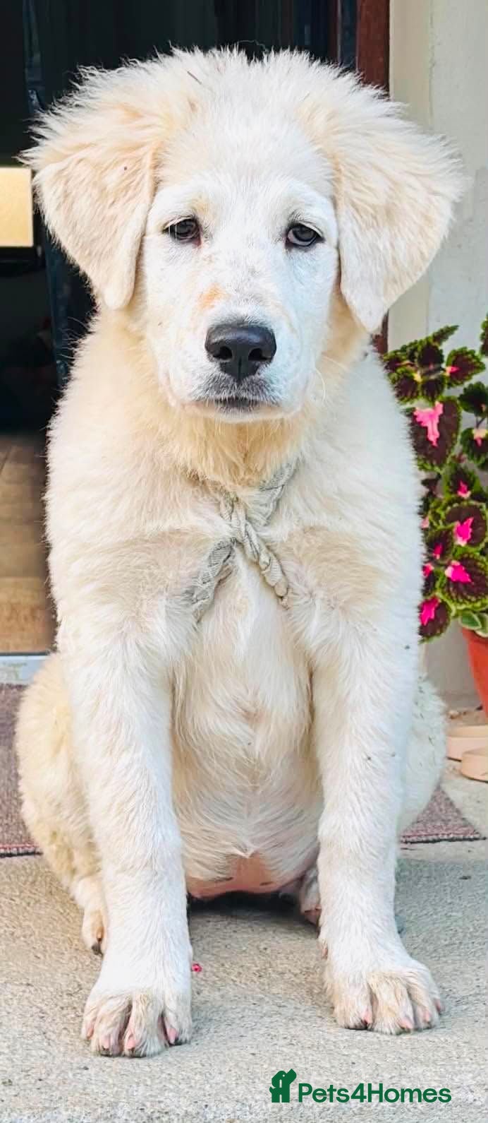 Pyrenean Mountain Dog dogs Layla female dog  - Advert 1