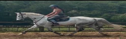 Irish Sports horses for sale: Fun forward and super !! Yard Legend  - Advert 4