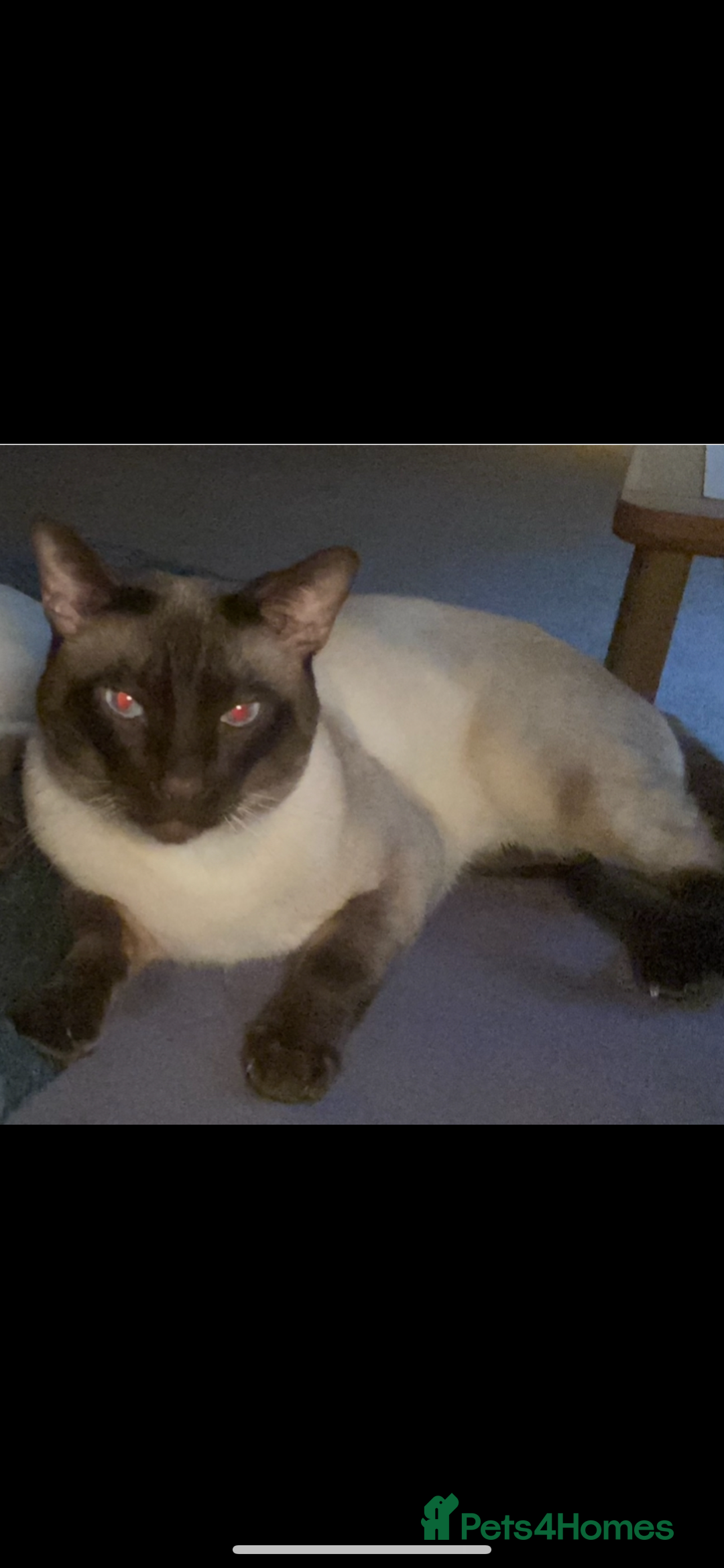 Siamese cats for sale: Beautiful Siamese kittens - Advert 6