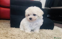 Maltipoo dogs for sale: Gorgeous Maltipoo Puppies  - Image 6