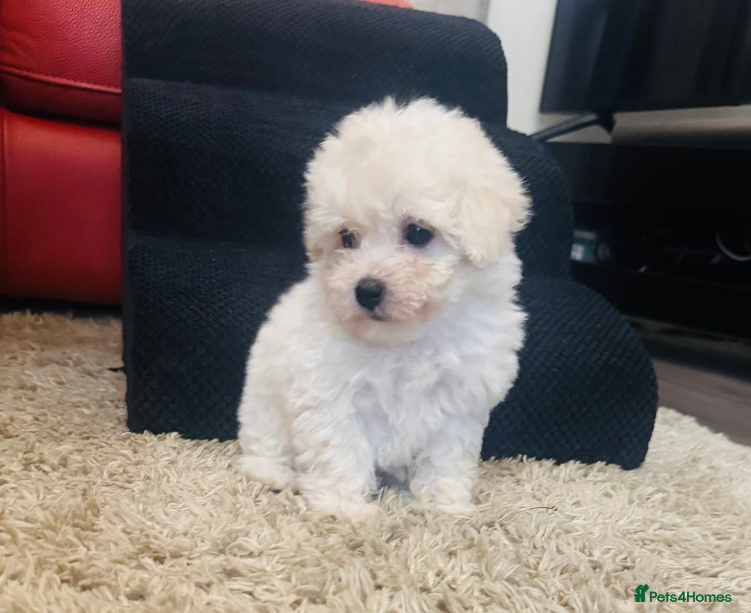 Maltipoo dogs for sale: Gorgeous Maltipoo Puppies  - Image 6