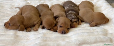 Miniature Dachshund dogs Miniature Dachshund Puppies - Advert 7