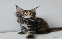 Maine Coon cats for sale: 2 TICA-Registered Maine Coon Kittens Available - Image 1