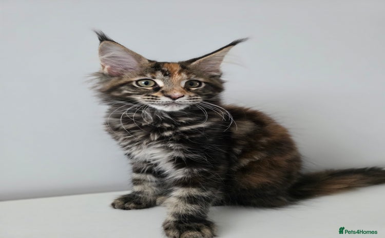 Maine Coon cats - Advert 3