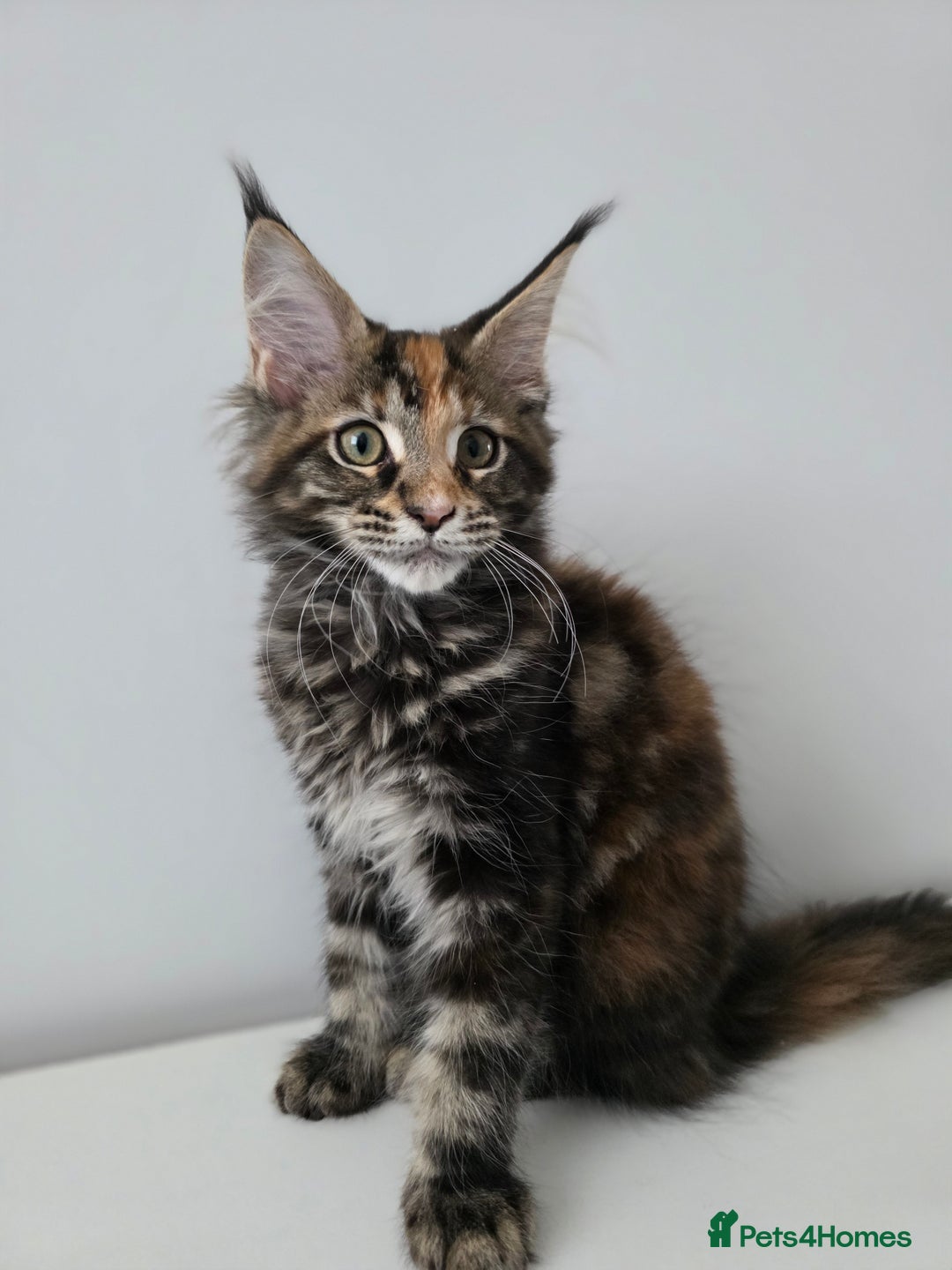 Maine Coon cats for sale: 2 TICA-Registered Maine Coon Kittens Available - Image 1