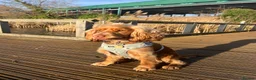 Cocker Spaniel dogs for sale: 21 Month Cocker Spaniel in Fleet - Advert 5