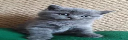British Shorthair cats for sale: British shorthair for sale - Advert 2