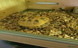 Tortoise reptiles for sale: Male tortoise - Image 2