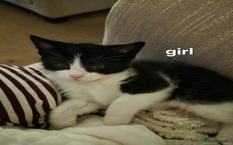 British Shorthair cats for sale: 4 kittens for sale - Image 1