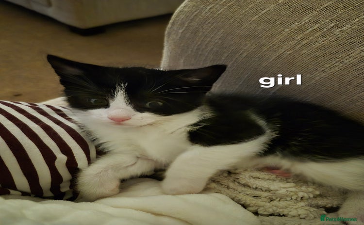 British Shorthair cats - Advert 1