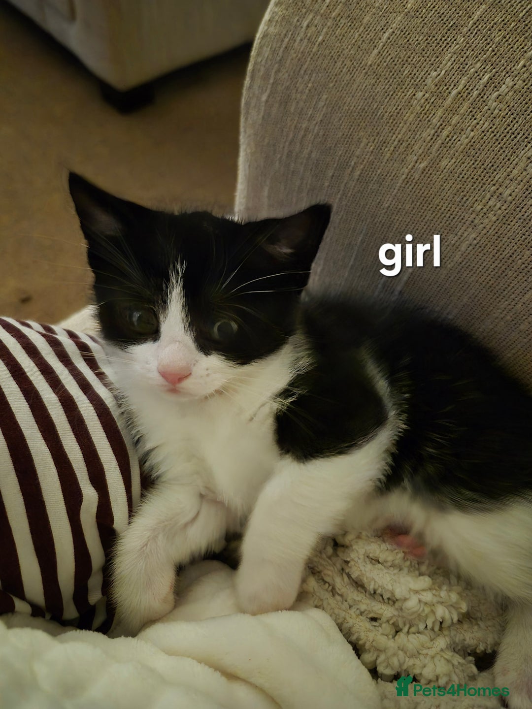 British Shorthair cats for sale: 4 kittens for sale - Image 1