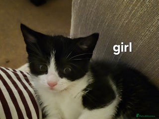 British Shorthair cats - Advert 9