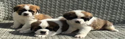 Saint Bernard dogs for sale: Stunning Chunky KC reg ST Bernard puppies for sale - Advert 5
