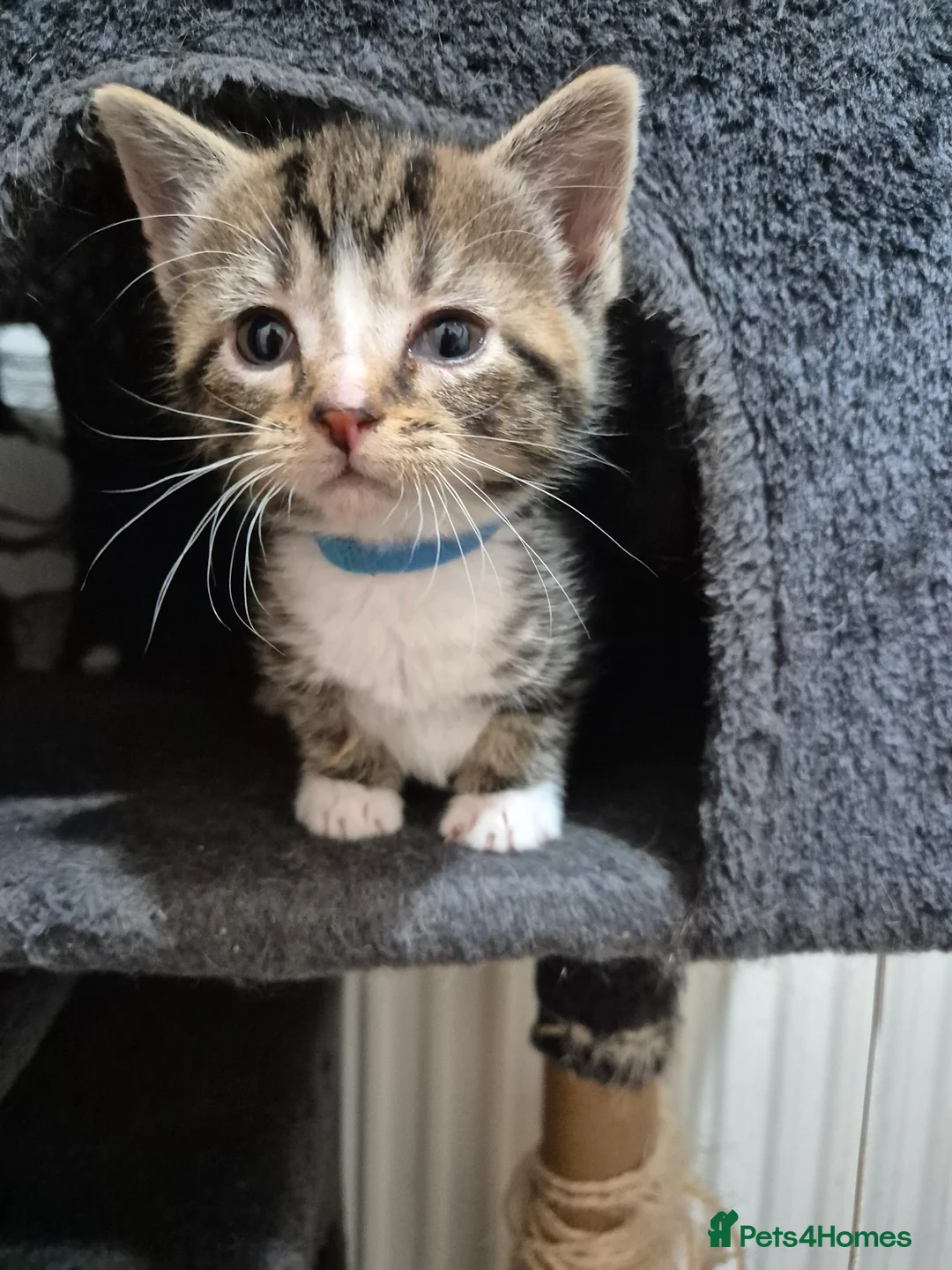 Bengal cats for sale: Beautiful Bengal X kittens - Advert 2