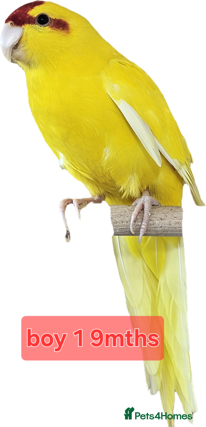 Parakeets birds for sale: Young parent reared kakarikis - Advert 1