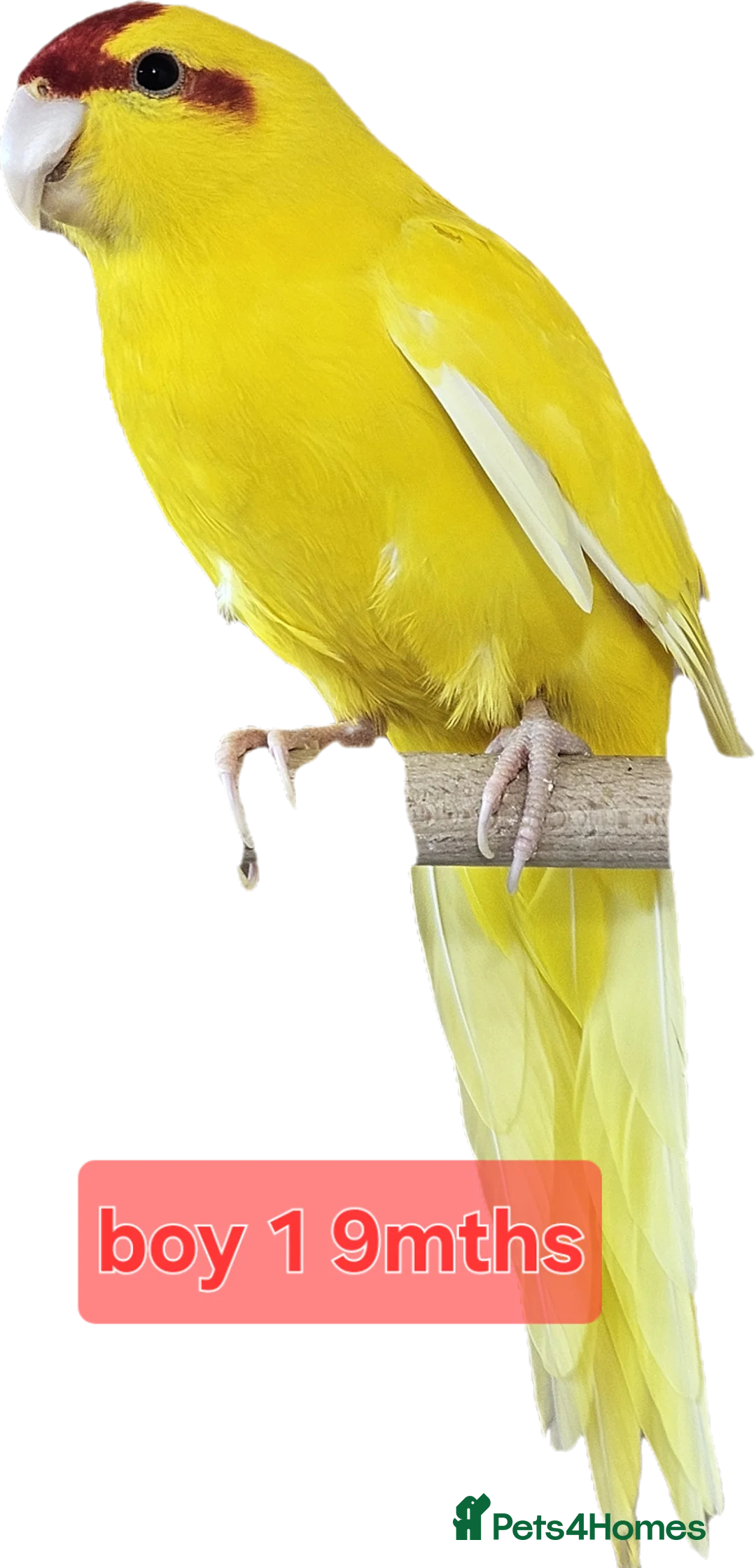 Parakeets birds for sale: Young parent reared kakarikis - Advert 1