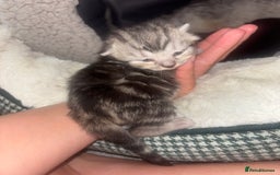 Scottish Fold cats for sale: Scottish Straight Kittens  - Image 5