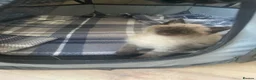 Mixed Breed cats for sale: Two kittens looking for their forever families  in Glasgow - Advert 16