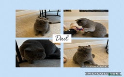 British Shorthair cats for sale: Beautiful GCCF British shorthair kittens - Image 18