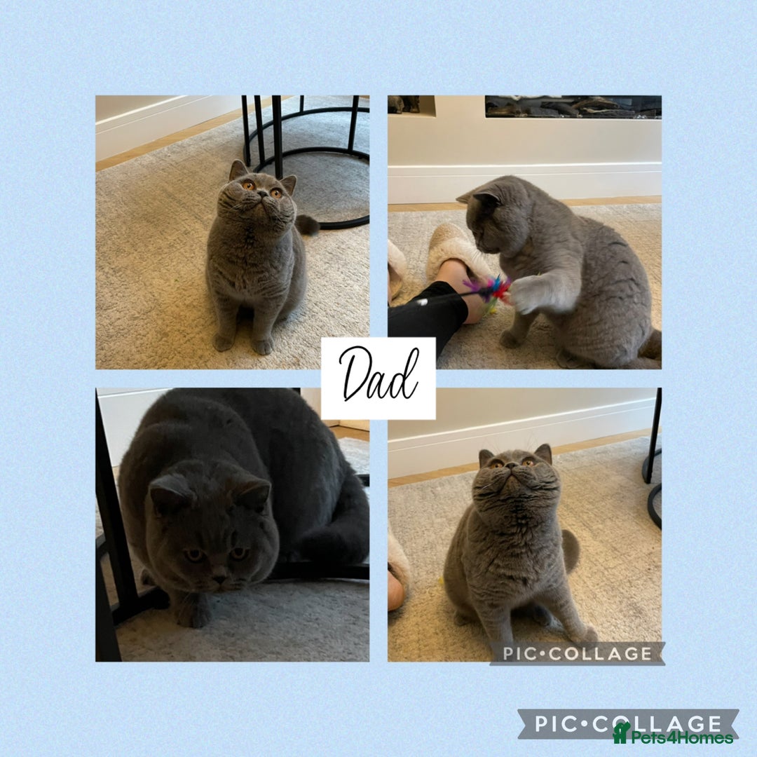 British Shorthair cats for sale: Beautiful GCCF British shorthair kittens - Image 18