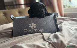 Cockapoo dogs for sale: Beautiful Cockerpoo puppies - Image 5