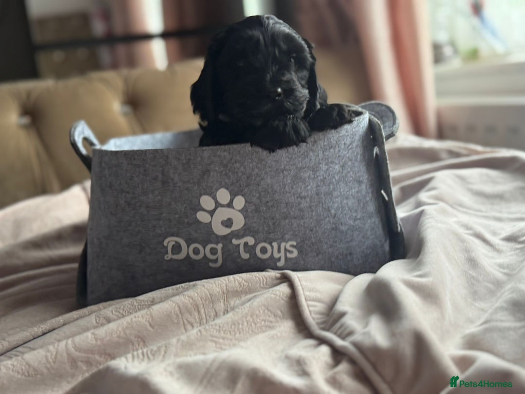Cockapoo dogs for sale: Beautiful Cockerpoo puppies - Image 5