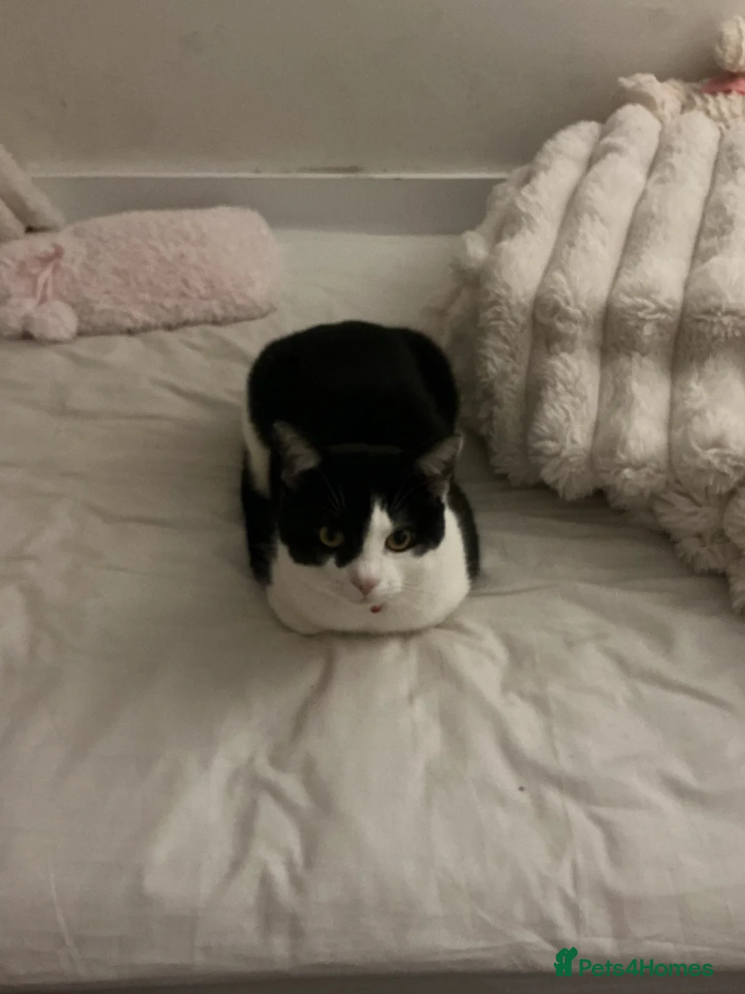 Mixed Breed cats for sale: NEED GONE! OPEN TO OFFERS. COMES WITH ESSENTIALS! - Advert 4