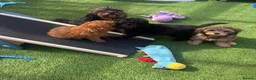 Cavapoo dogs for sale: 1 stunning girl F1b toy-Cavapoo DNA Tested lines  - Advert 12