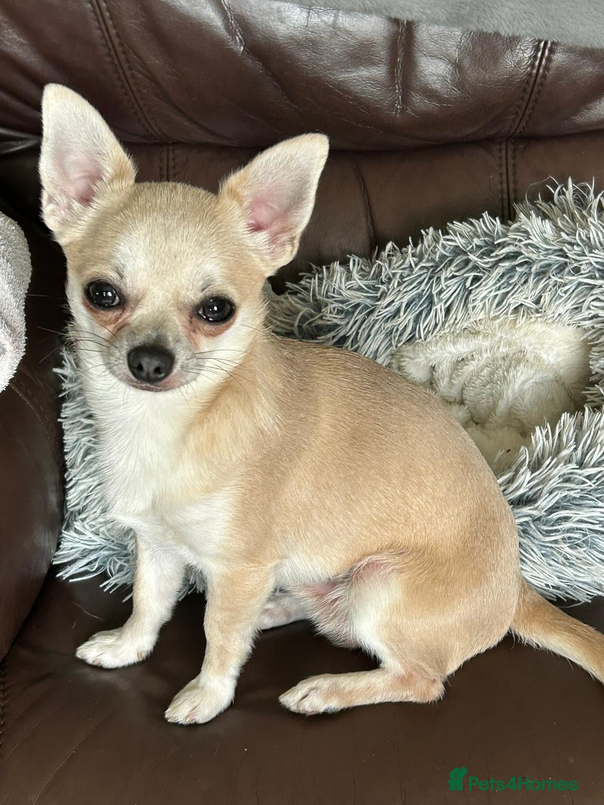 Chihuahua dogs Stud  - Advert 1