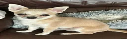 Chihuahua dogs for stud: Stud  - Advert 1