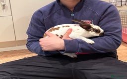 Rex rabbits for sale: Male Rex Rabbit - Image 3