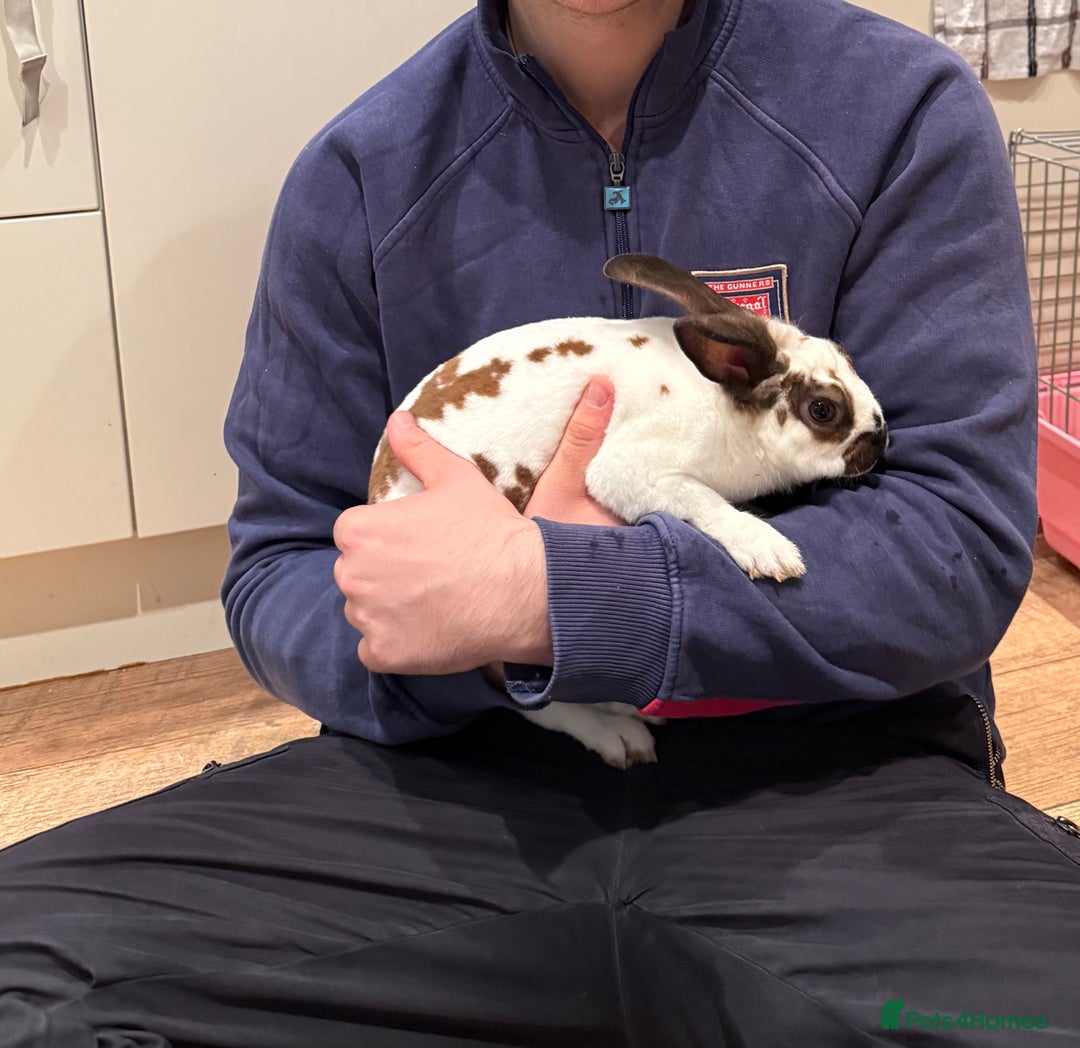 Rex rabbits for sale: Male Rex Rabbit - Image 3