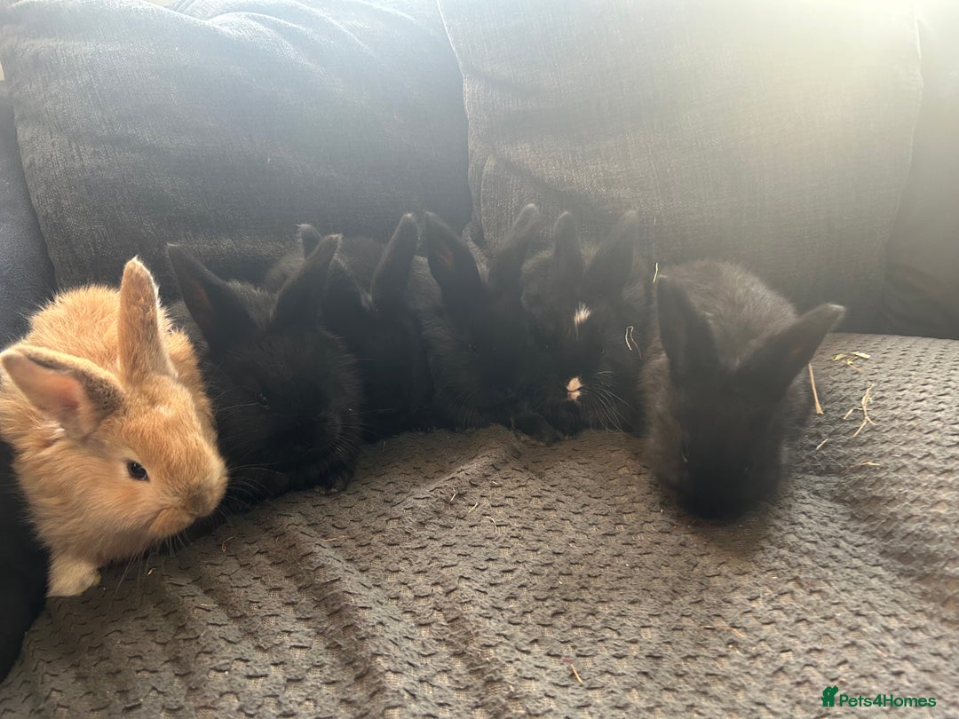 Continental Giant rabbits for sale: Baby continental giant to reserve  - Advert 9