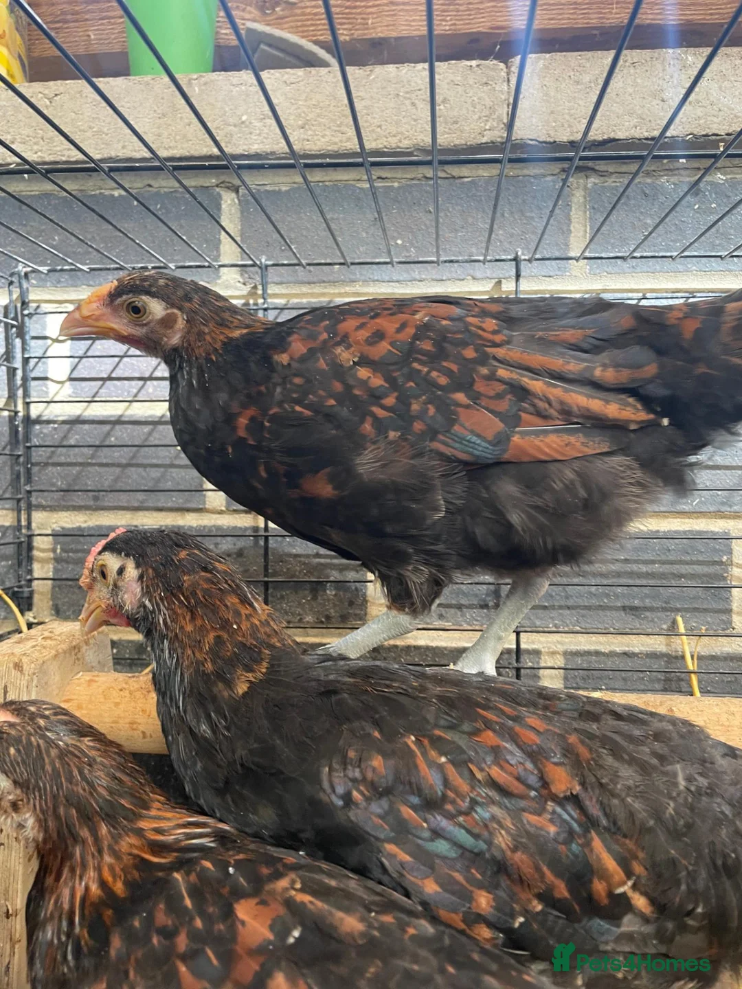 Chickens poultry for sale: Derbyshire Redcap chickens - Advert 6