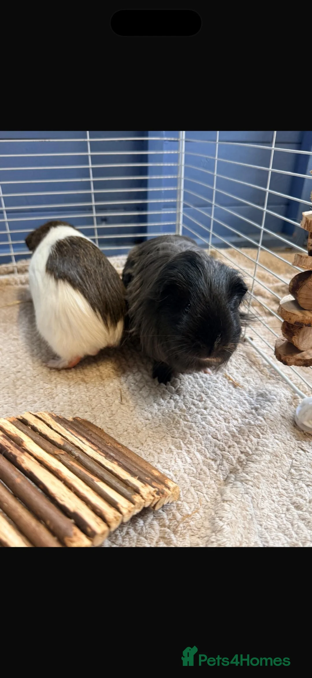 Guinea Pig rodents for sale: 2 male guinea pigs  in Stoke-on-Trent - Advert 2