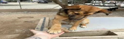 Mixed Breed dogs for adoption: Ted (German Shepherd mix) in Chesterfield - Advert 6
