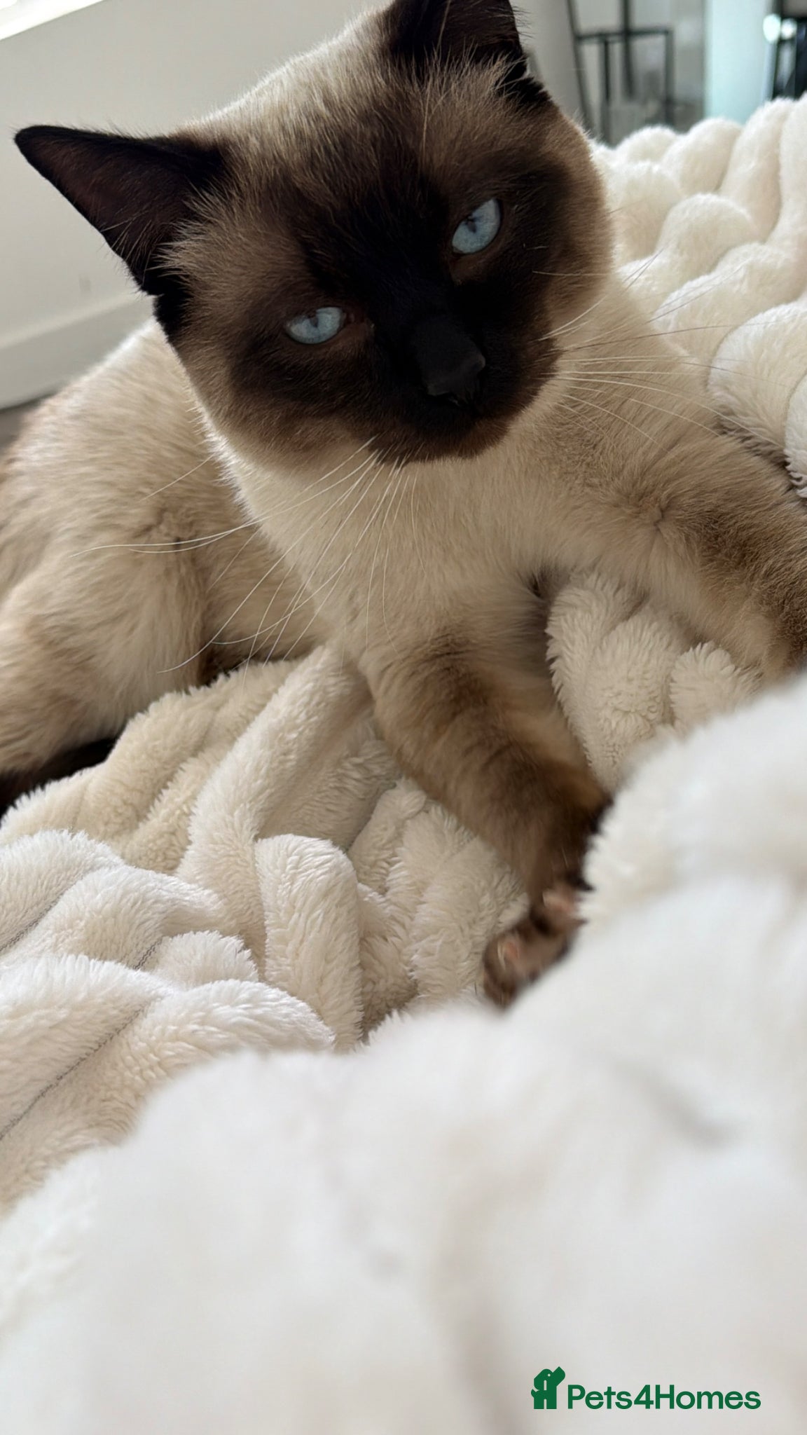 Mixed Breed cats Ragdoll/Siamese - Advert 2