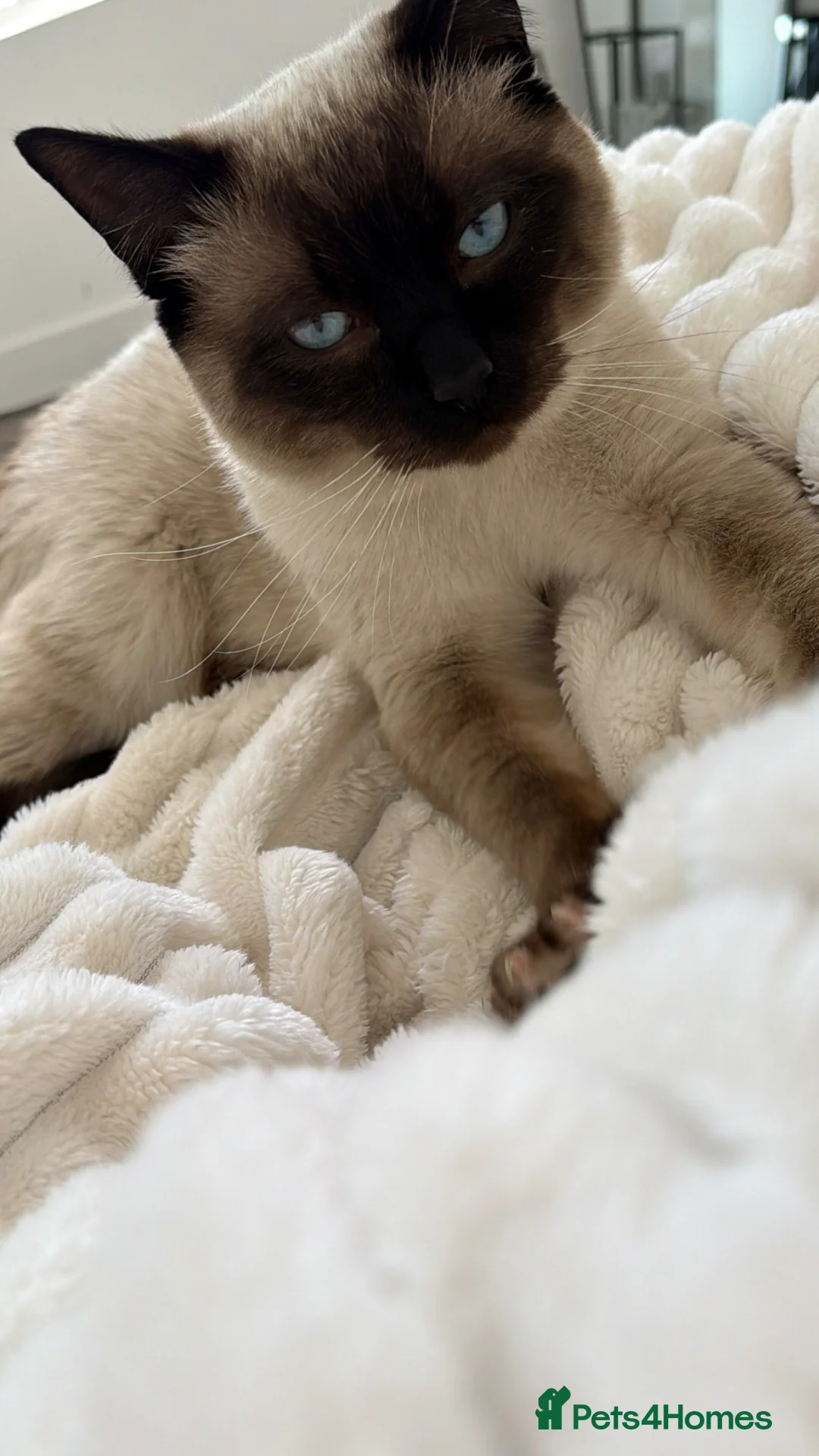 Mixed Breed cats for sale: Ragdoll/Siamese in Cardiff - Advert 1