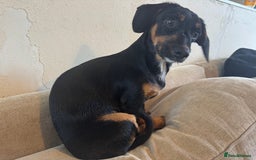 Mixed Breed dogs for sale: 5.5 month old Daxipoo  - Image 3