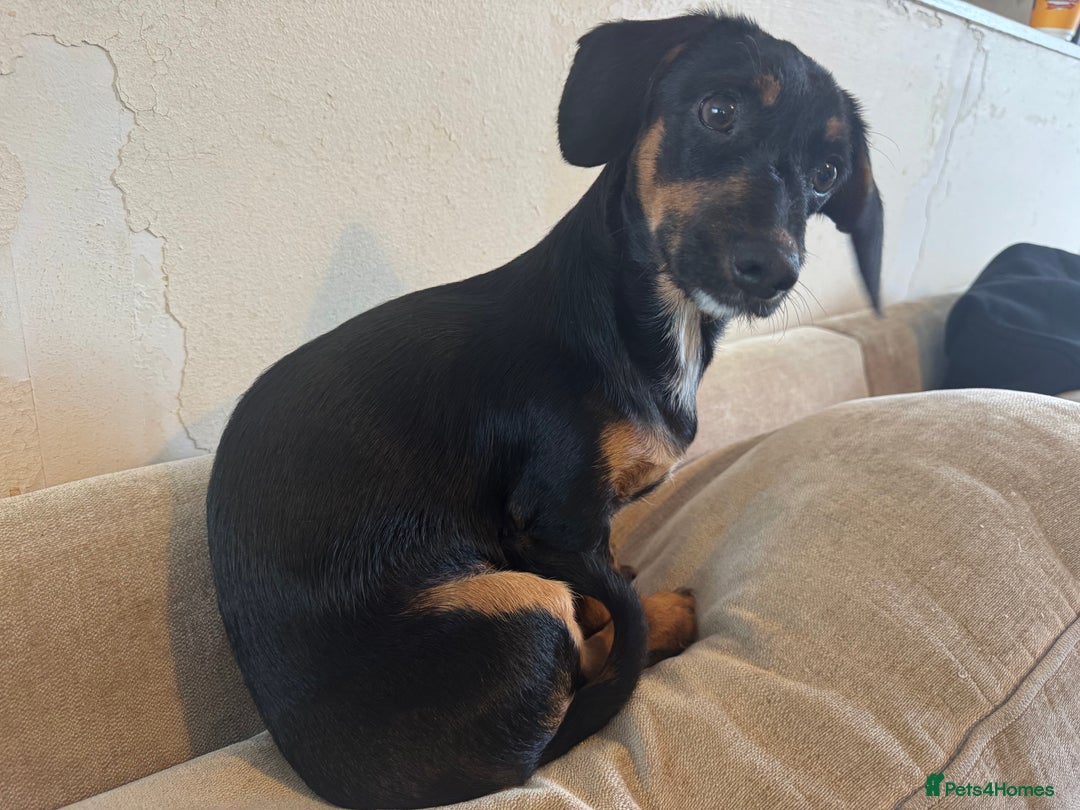 Mixed Breed dogs for sale: 5.5 month old Daxipoo  - Image 3