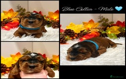 Cockapoo dogs for sale: 🌟Rare Red Sable F1B Mini Cockapoo’s🌟 DNA CLEAR ✅ - Image 13