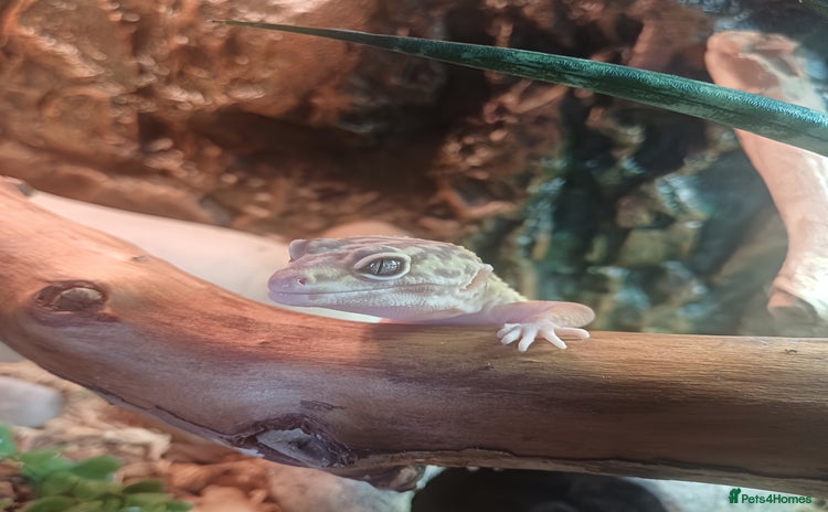 Leopard Gecko reptiles - Advert 1