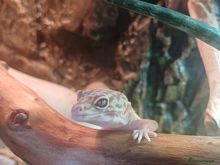 Leopard Gecko reptiles - Advert 1