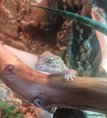 Leopard Gecko reptiles - Advert 1