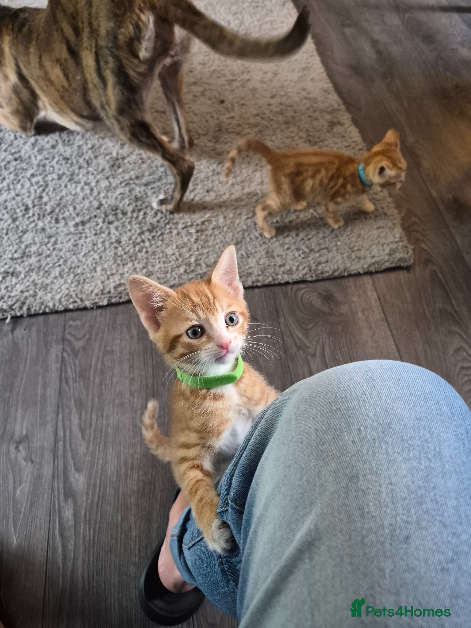 Mixed Breed cats Kittens ready to leave  - Advert 4