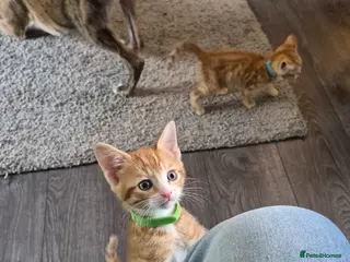 Mixed Breed cats Kittens ready to leave - Advert 4