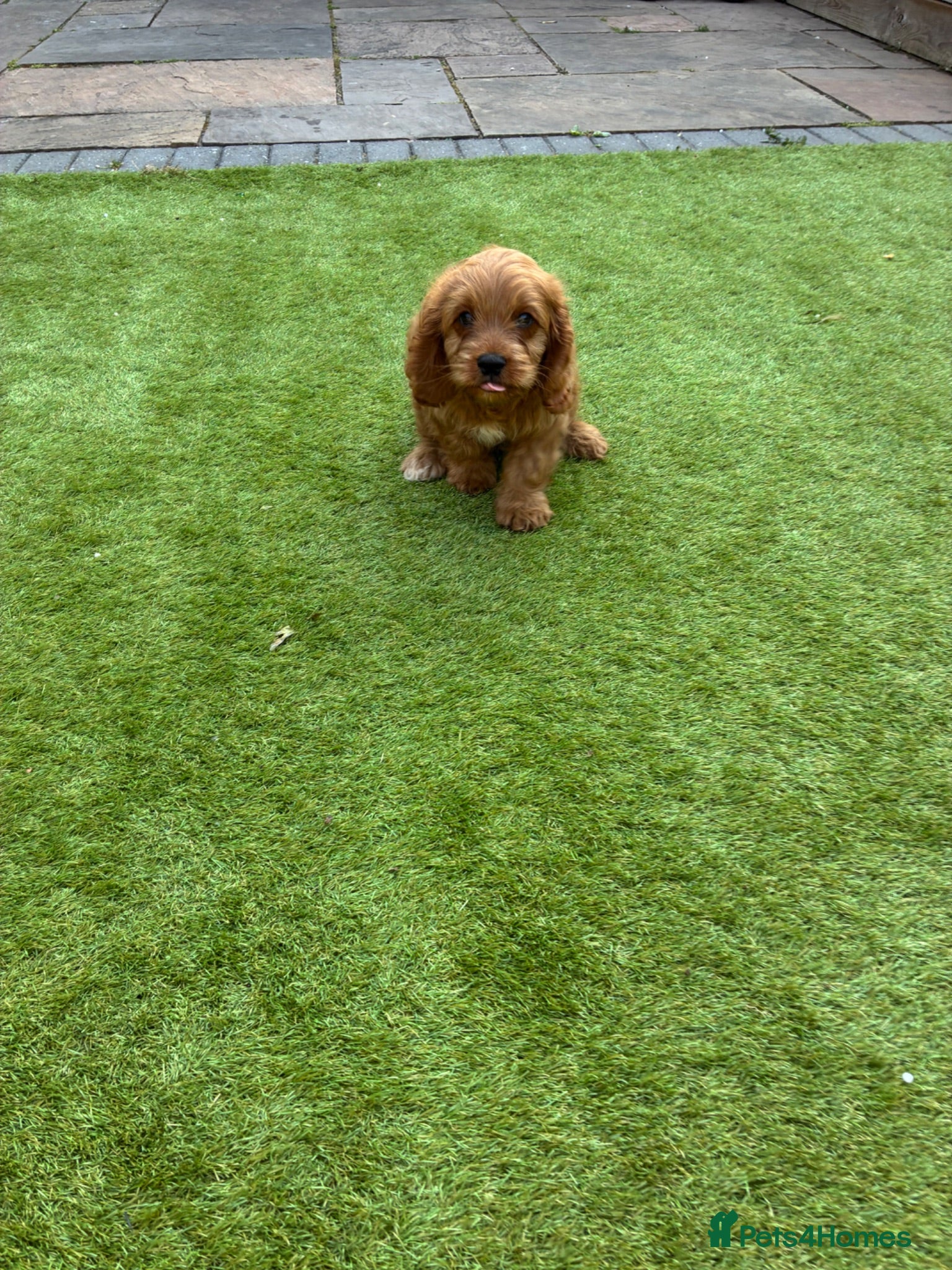 Cavapoo dogs Cavapoo puppies - Advert 1