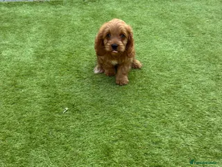 Cavapoo dogs Cavapoo puppies - Advert 1
