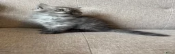 Persian cats for sale: Stunning Persian x Ragdoll kittens Ready for Homes in Watford - Advert 12